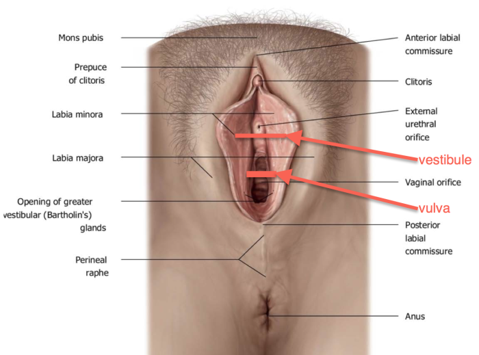 Porn Types Of Female Genitals 58 Photos Sex Pics