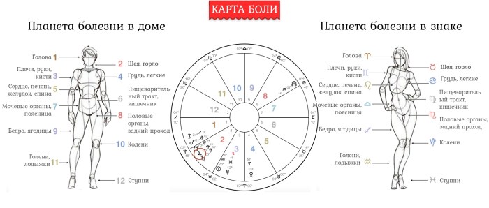 Signs of the zodiac and part of the human body