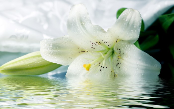 Poems to the beloved