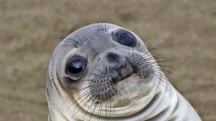 Memes with inscriptions