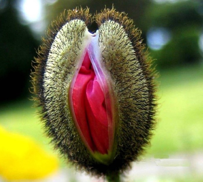 Flower similar to female organs