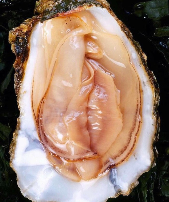 Oyster is like female organs