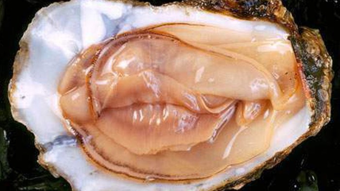 Oyster Mollusk