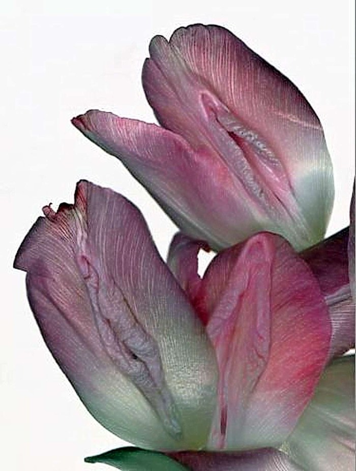 Flower similar to female organs