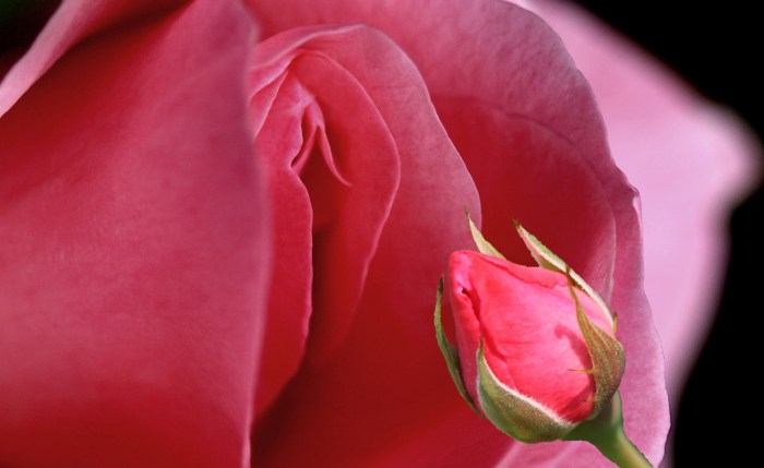 Beautiful vagina close -up