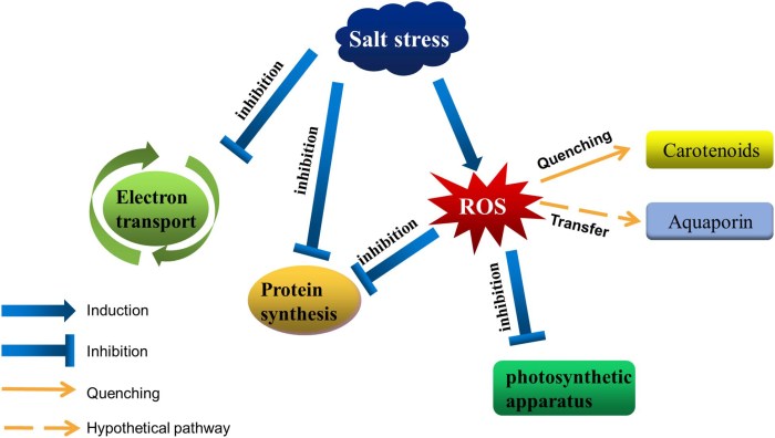 Stress - Inhibitory Type