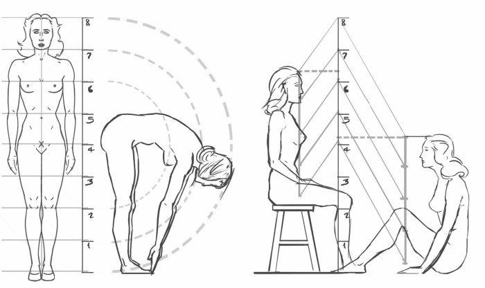 Human proportions from the back