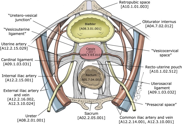 Lower Cross Syndrome