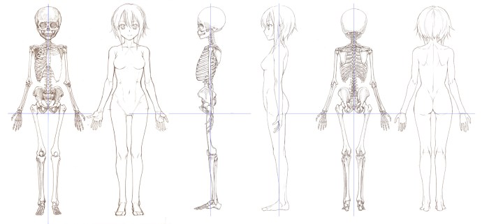Female anatomy for artists