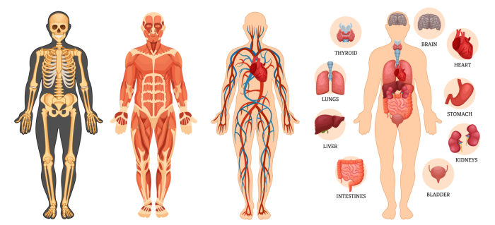 The outlines of the human body