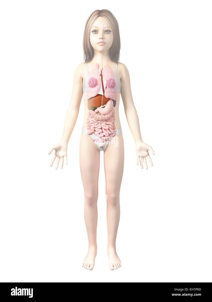 The outlines of the female body