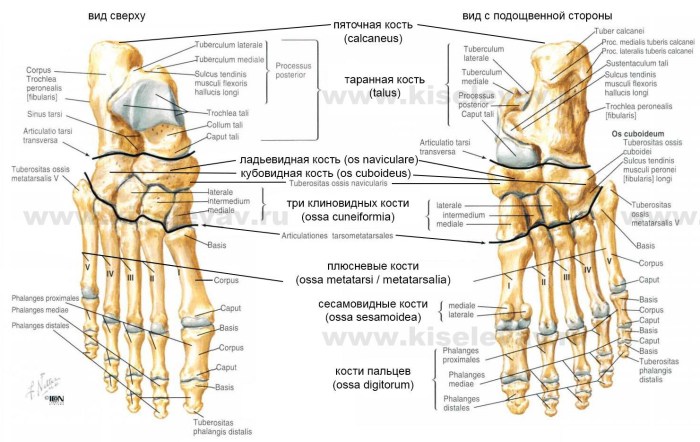 The proportions of the human body reference