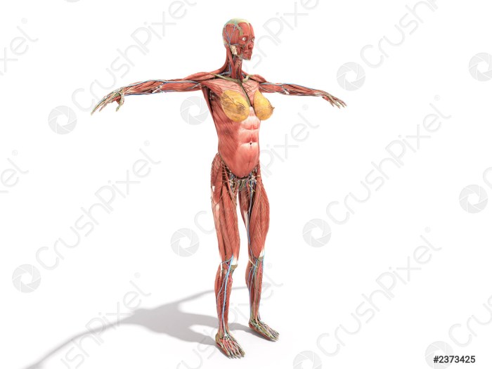 Women muscles in front and back