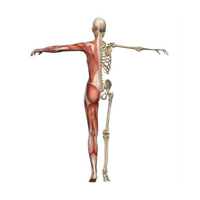 Pixel person anatomy