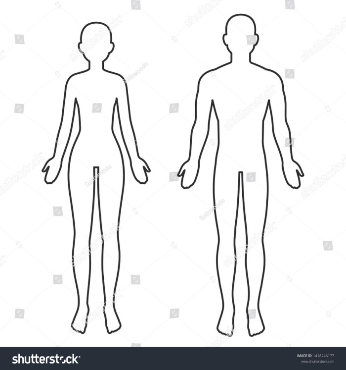 Anatomy of the body of the girl (body proportions)