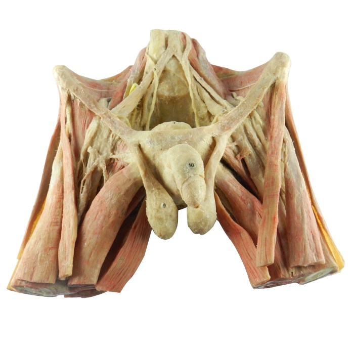 Men muscles anatomical poster