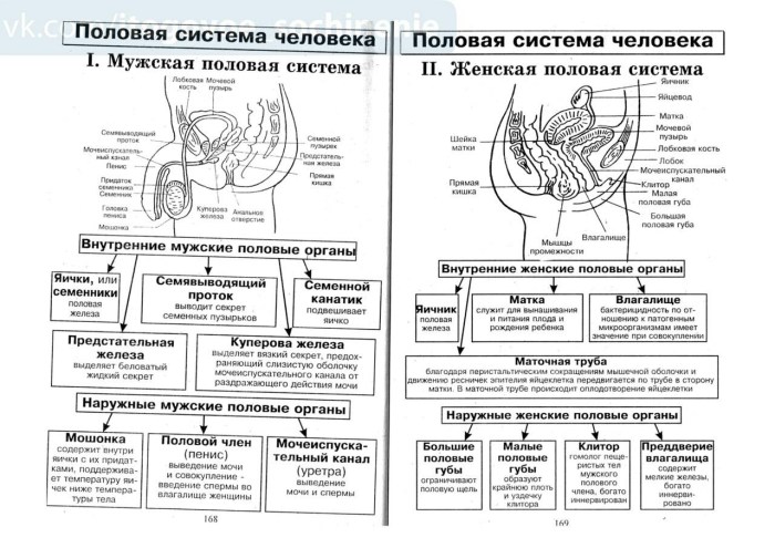 Female and male anatomy