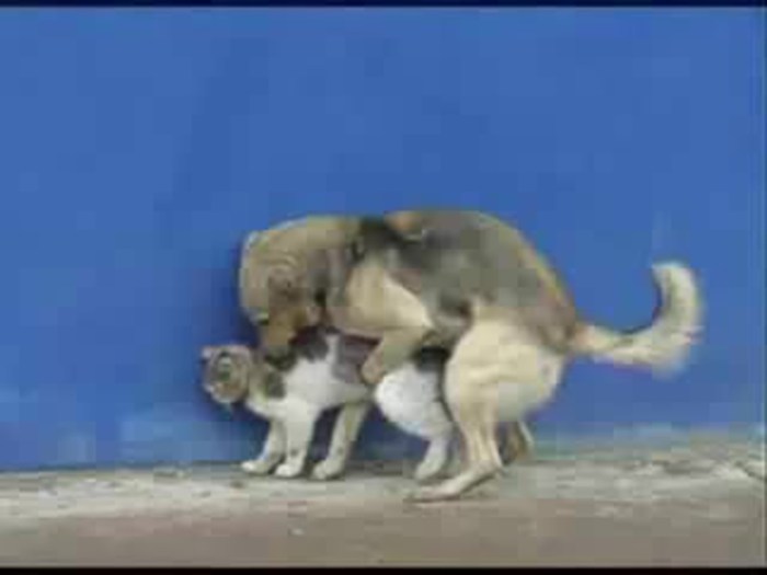 Dogs mate