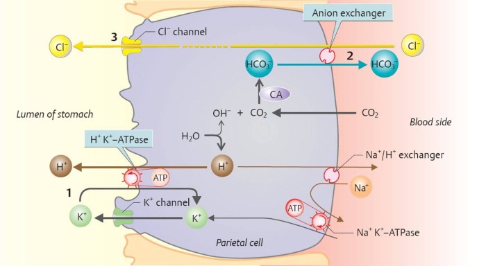 Jokes Protvasination