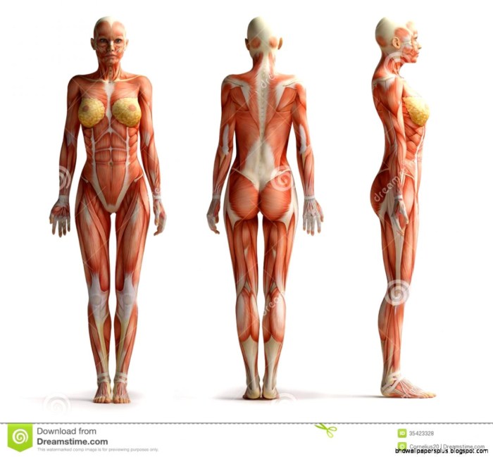 Anatomy of the female body