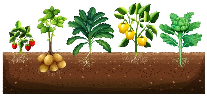 Vegetables that grow underground