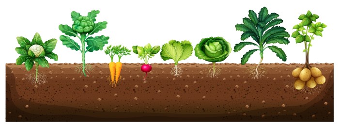 Vegetables growing in the ground