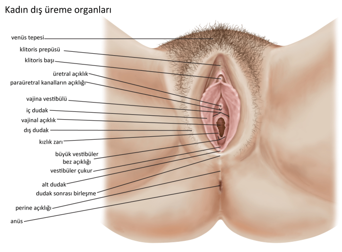 The structure of the female vagina