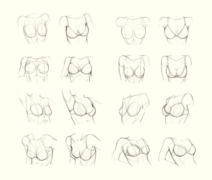 Breast anatomy for drawing