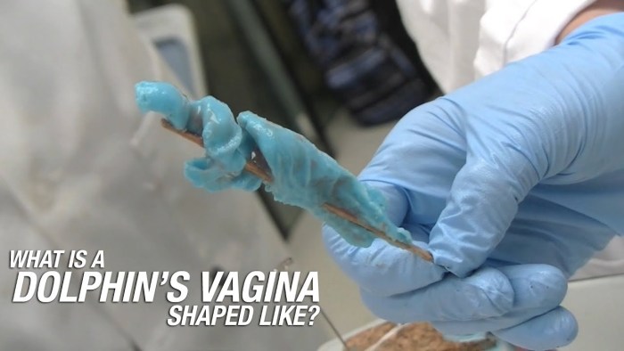 The open vagina of the dolphin