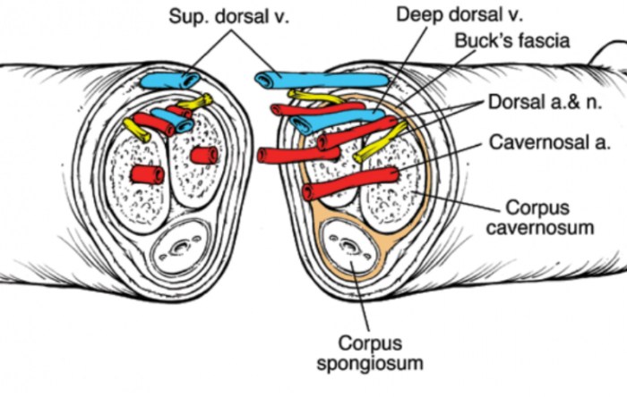Anatomy of the penis
