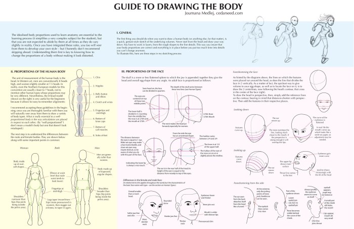 Know The Proportions of the Human Body Translation