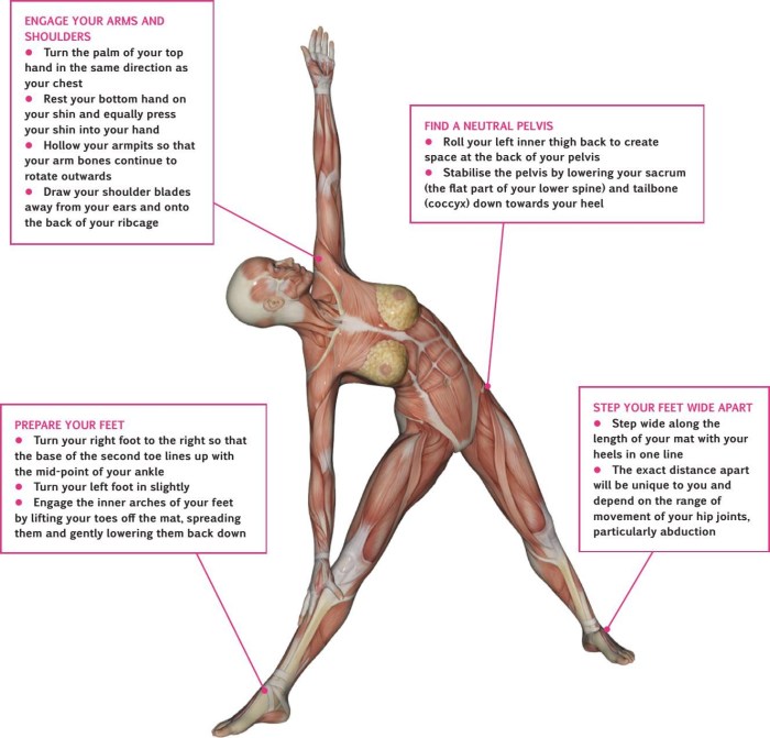 Utthita Triconasana muscles