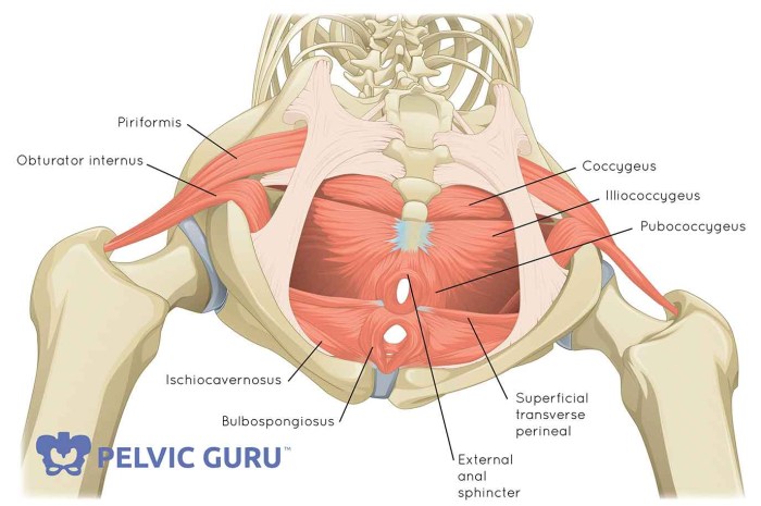 Pelvic Floor Exercises