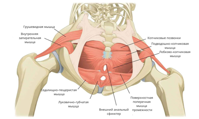 Anatomy asan Yoga Tadasan
