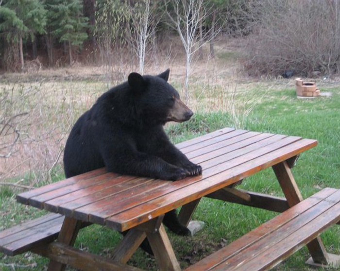 Bear sits on a bench