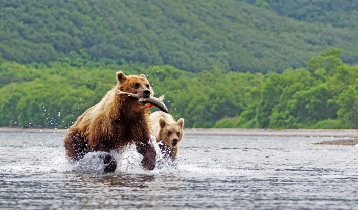Brown Bear Sakhalin