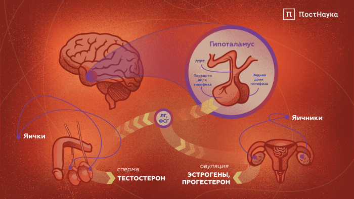 Study of the human reproductive system