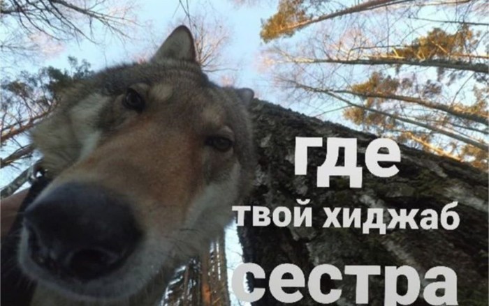 Sister where your hijab meme