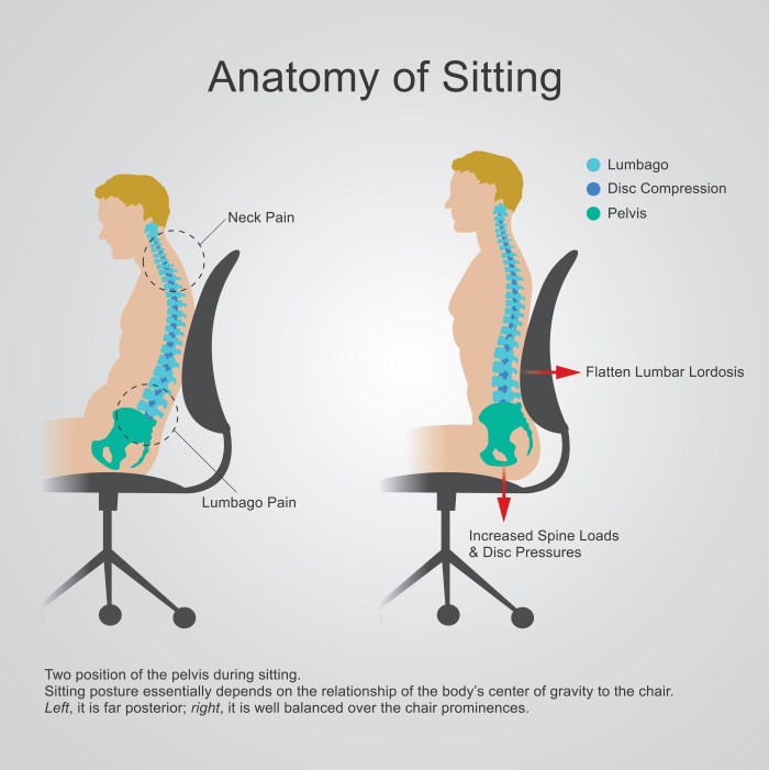 Human anatomy in sitting