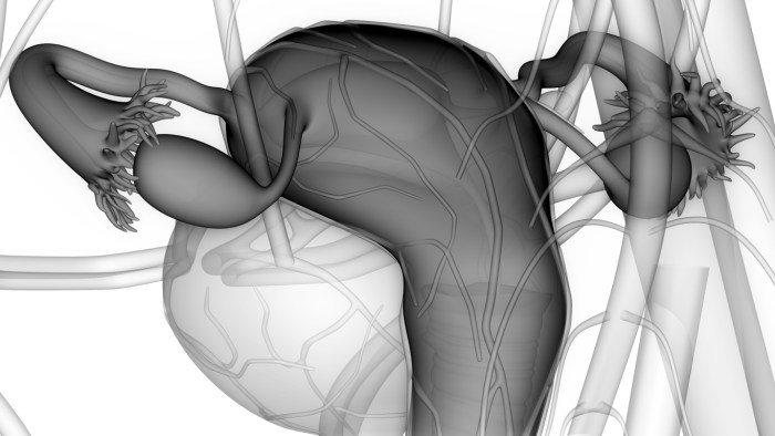 Human anatomy ovarian in women