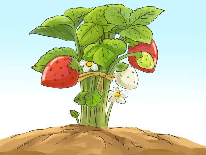 Garden Planner Planning Planning