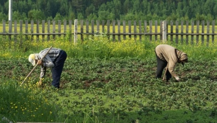 Vegetables from above