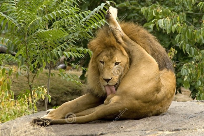 Jessica Nichols American pie