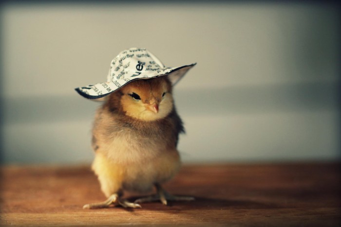 A bird in a hat