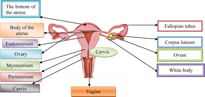 Topography of the female perineum