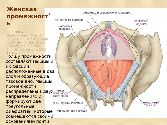 Vagina with testosterone