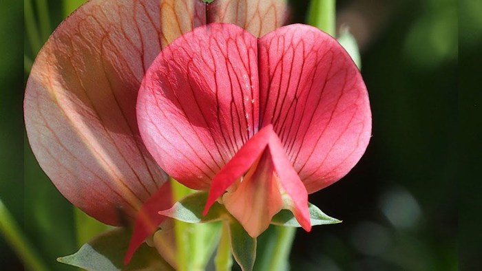 Alsina Dimitrescu and Ethan