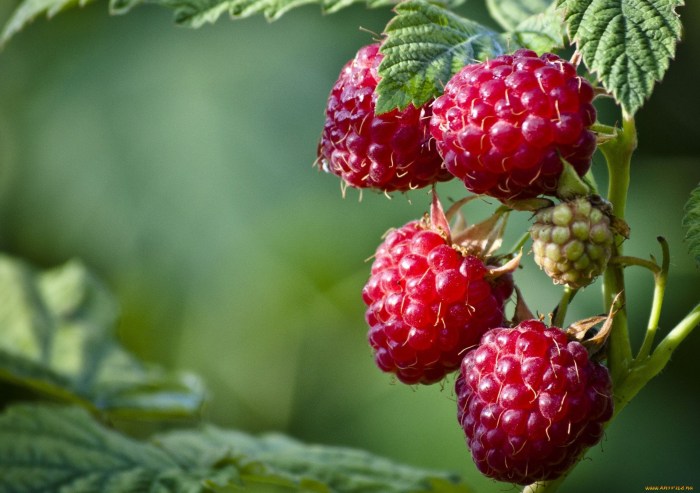 Marmalade chewing raspberry blackberry