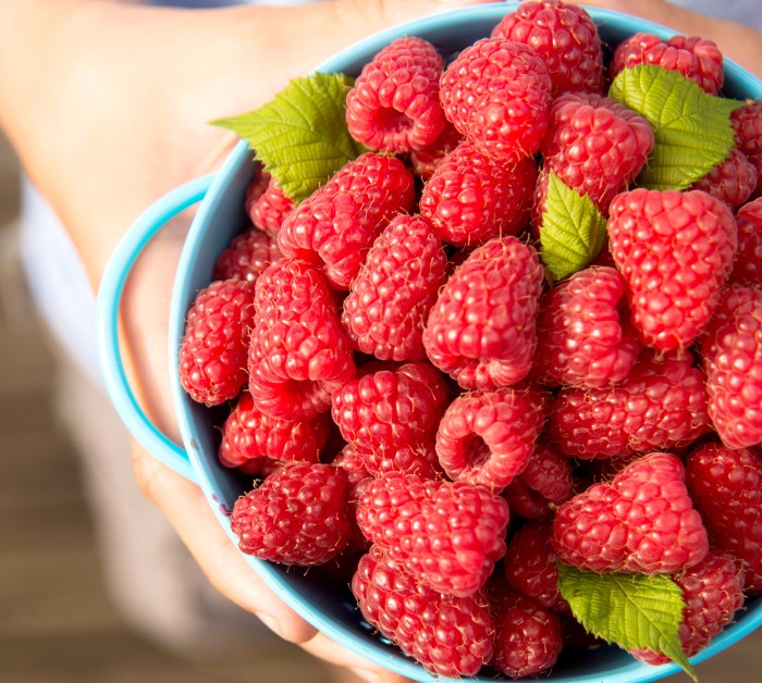 Malina is a lot of berries