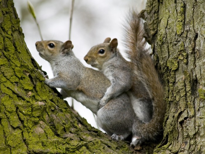 Squirrels mate